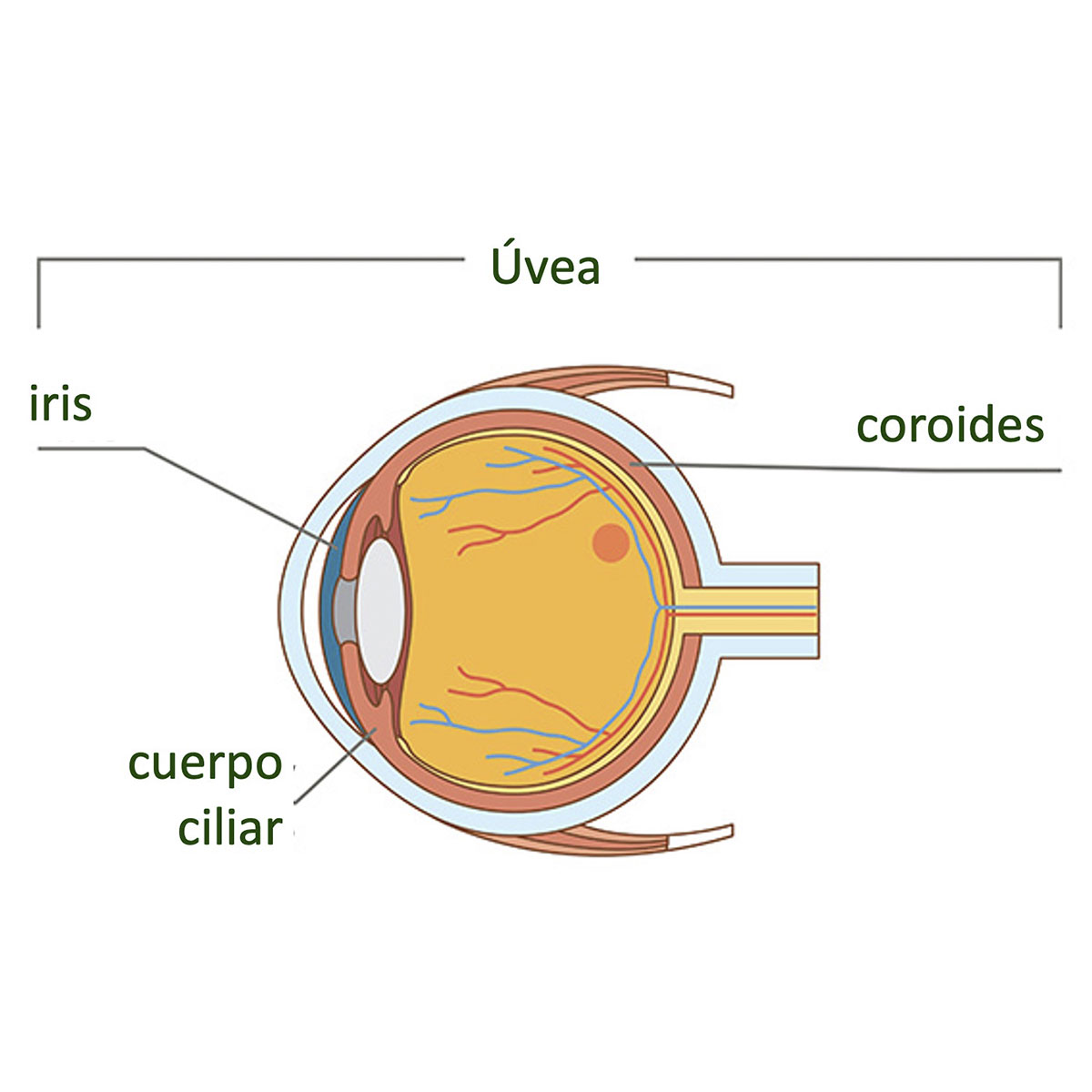 Uvea uveitis Hoyos