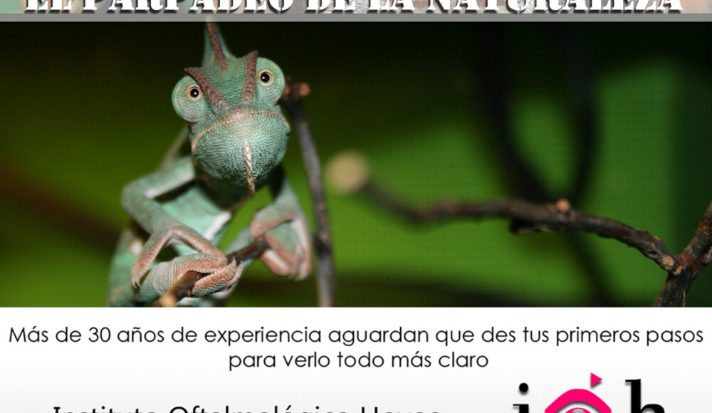 El Parpadeo de la Naturaleza. Ojos de Camaleón