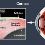 Anatomía de la cornea